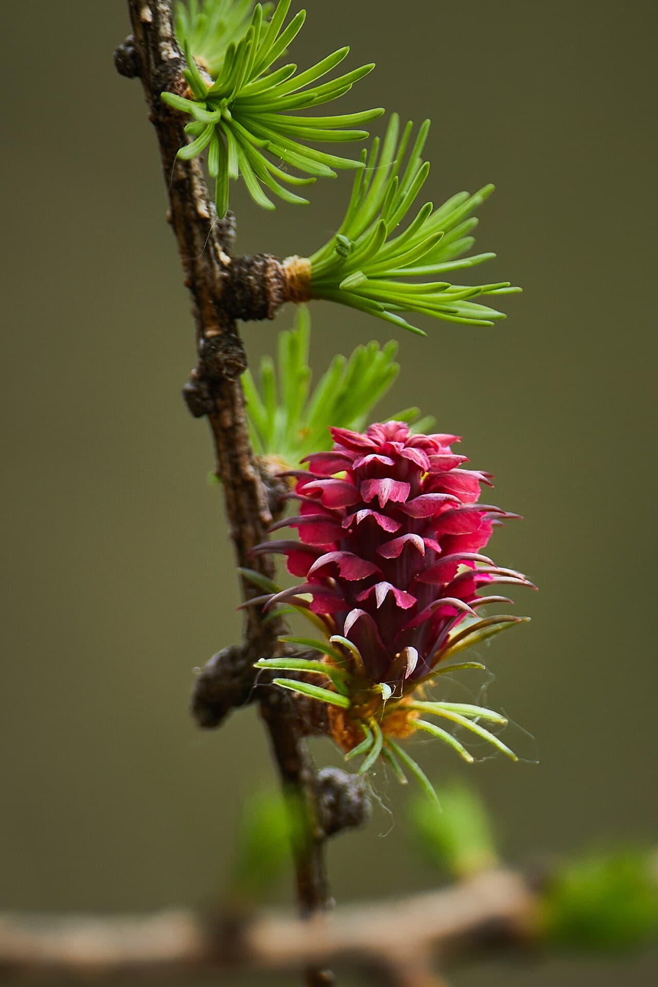 European larch, Larix decidua, with fresh green needles and small red flowers