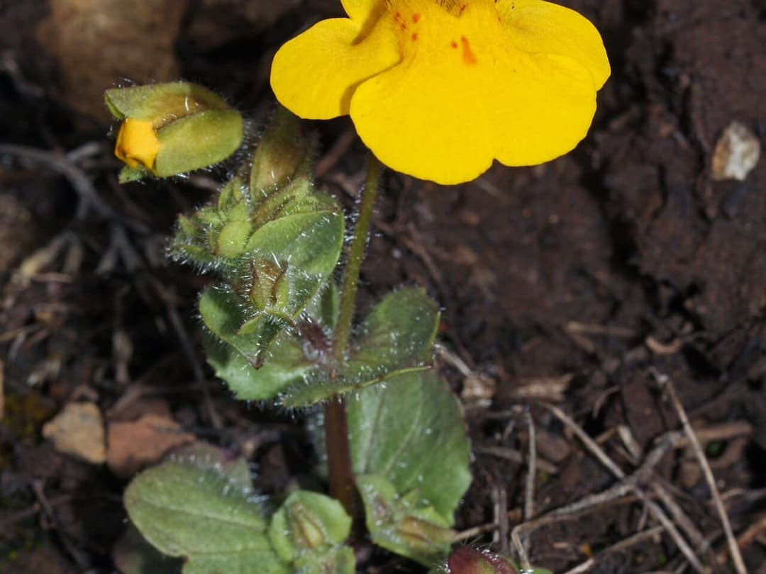 Yellow monkey flower, Mimulus guttatus, growing at the edge of a stream