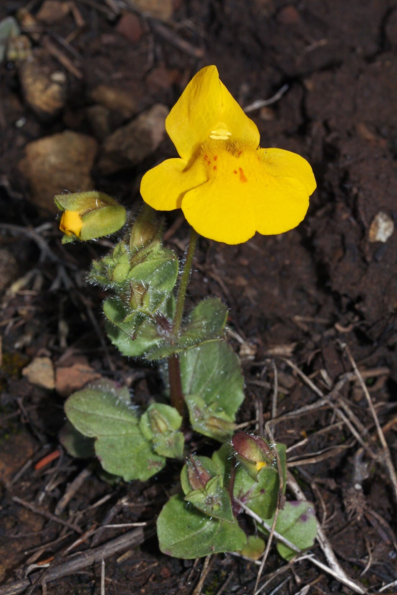 Yellow monkey flower, Mimulus guttatus, growing at the edge of a stream