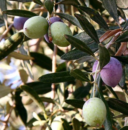 Olive tree branch, Olea europaea, with green olives and narrow silvery leaves
