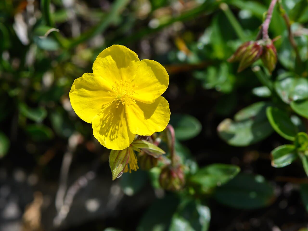 Yellow rock rose flowers, Helianthemum nummularium, growing low on a sunny chalk bank