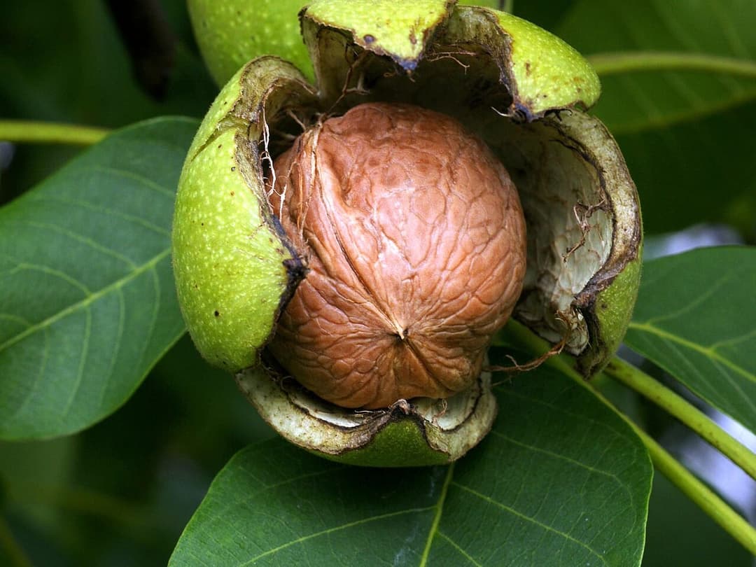 Green walnuts and leaves on a walnut tree, Juglans regia