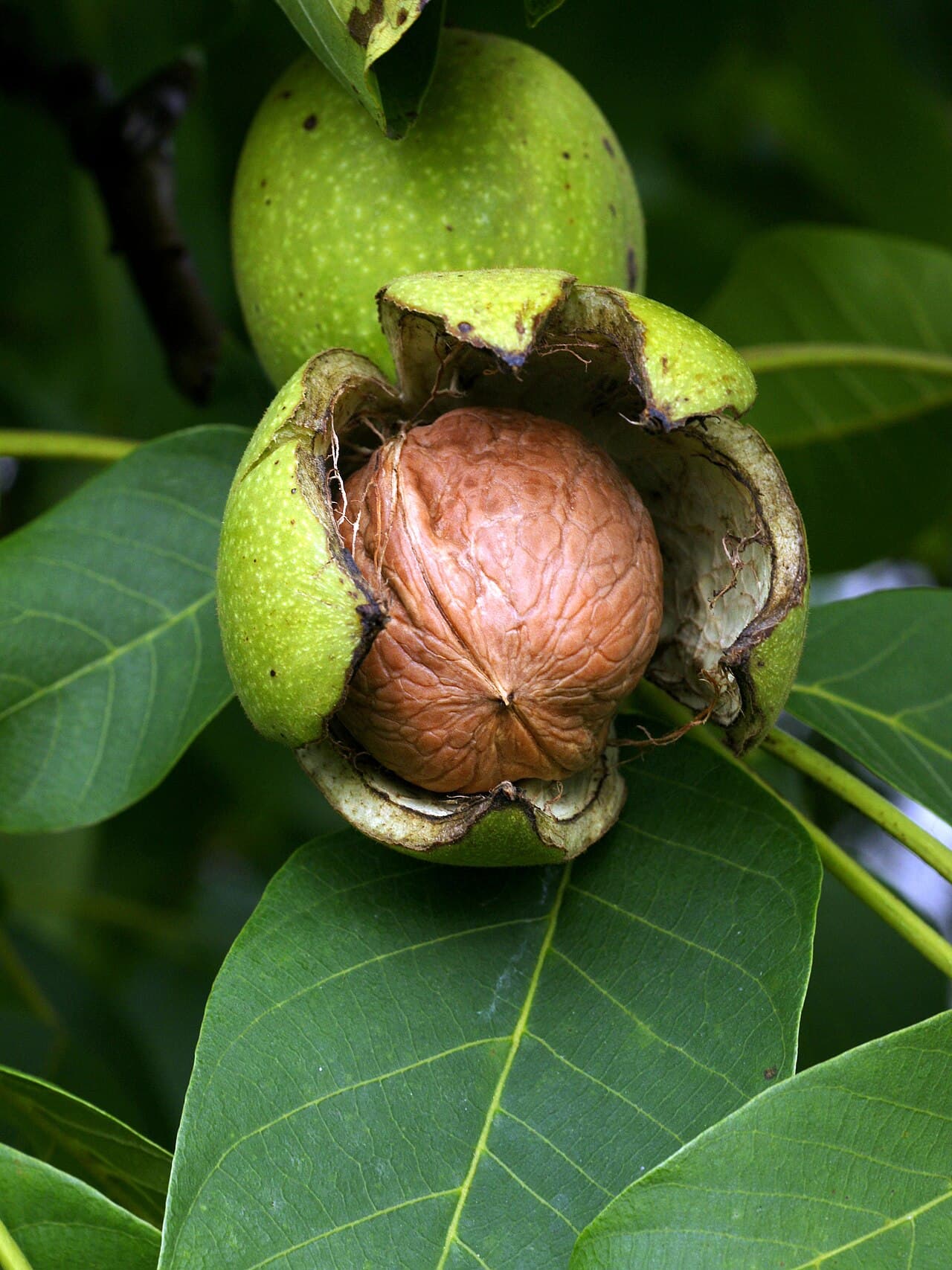 Green walnuts and leaves on a walnut tree, Juglans regia