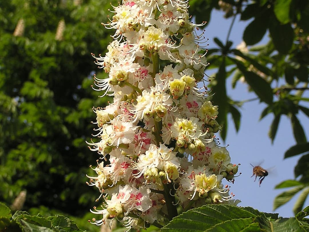 White horse chestnut flower candles, Aesculus hippocastanum, standing upright among green leaves