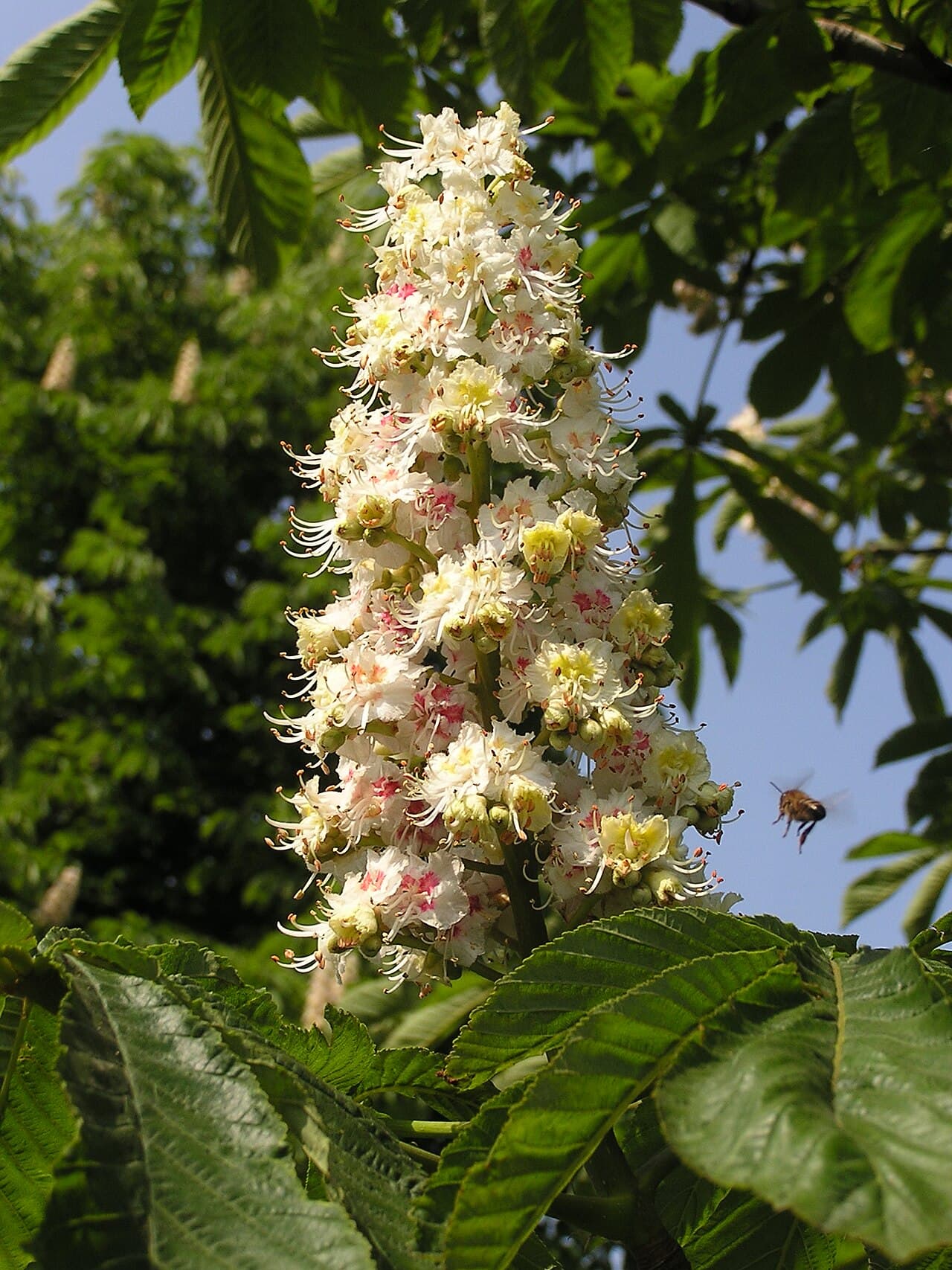 White horse chestnut flower candles, Aesculus hippocastanum, standing upright among green leaves